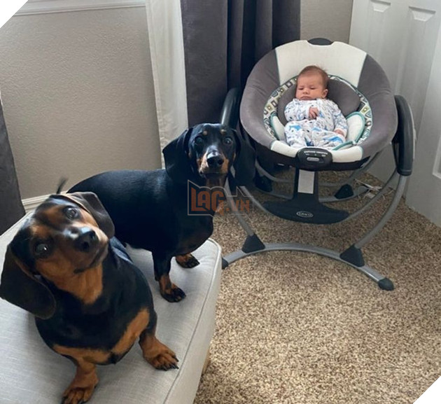 20 Bức hình cho thấy các bé cún và mèo là bạn thân tốt nhất của trẻ nhỏ 18