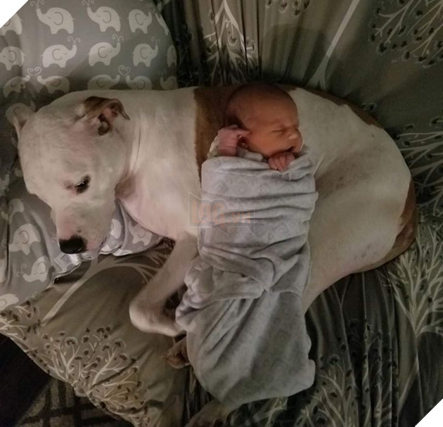 20 Bức hình cho thấy các bé cún và mèo là bạn thân tốt nhất của trẻ nhỏ 14