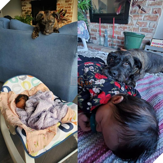 20 Bức hình cho thấy các bé cún và mèo là bạn thân tốt nhất của trẻ nhỏ 21