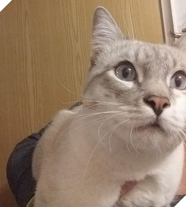 20 bậc phụ huynh tuyên bố ghét chó mèo tận xương tủy nhưng rồi cuối cùng lại cưng chúng như con guột