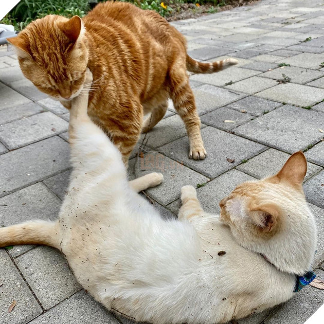 Gặp Marley - chú mèo có gương mặt phán xét và thất vọng trước cuộc sống đáng xấu hổ của sen 3