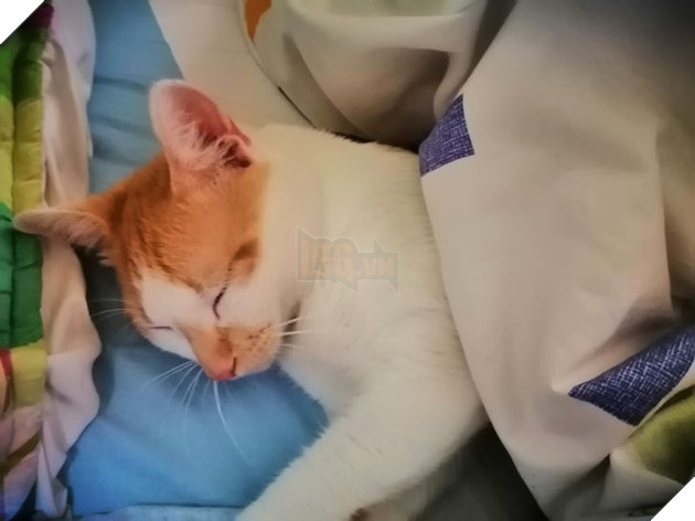 20 bậc phụ huynh tuyên bố ghét chó mèo tận xương tủy nhưng rồi cuối cùng lại cưng chúng như con guột 10