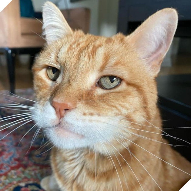 Gặp Marley - chú mèo có gương mặt phán xét và thất vọng trước cuộc sống đáng xấu hổ của sen 7