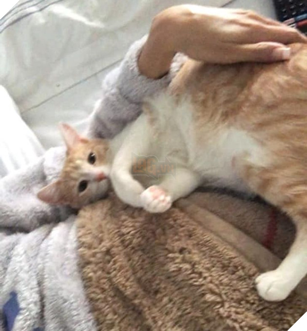 20 bậc phụ huynh tuyên bố ghét chó mèo tận xương tủy nhưng rồi cuối cùng lại cưng chúng như con guột 17