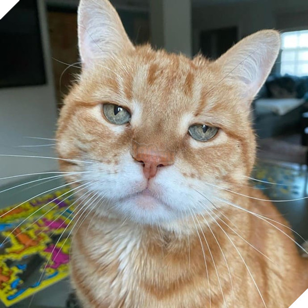 Gặp Marley - chú mèo có gương mặt phán xét và thất vọng trước cuộc sống đáng xấu hổ của sen 6