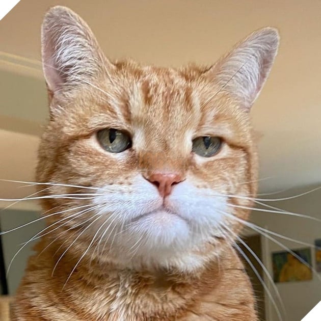 Gặp Marley - chú mèo có gương mặt phán xét và thất vọng trước cuộc sống đáng xấu hổ của sen 5