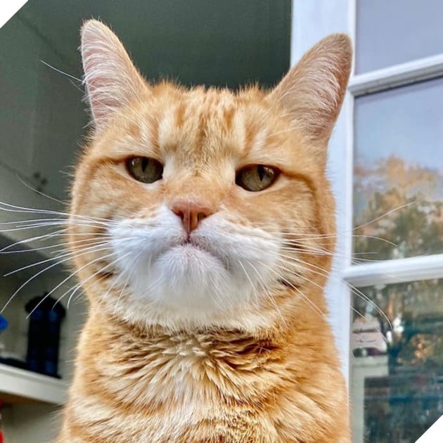 Gặp Marley - chú mèo có gương mặt phán xét và thất vọng trước cuộc sống đáng xấu hổ của sen 15