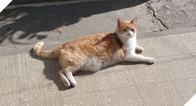 20 bậc phụ huynh tuyên bố ghét chó mèo tận xương tủy nhưng rồi cuối cùng lại cưng chúng như con guột 18