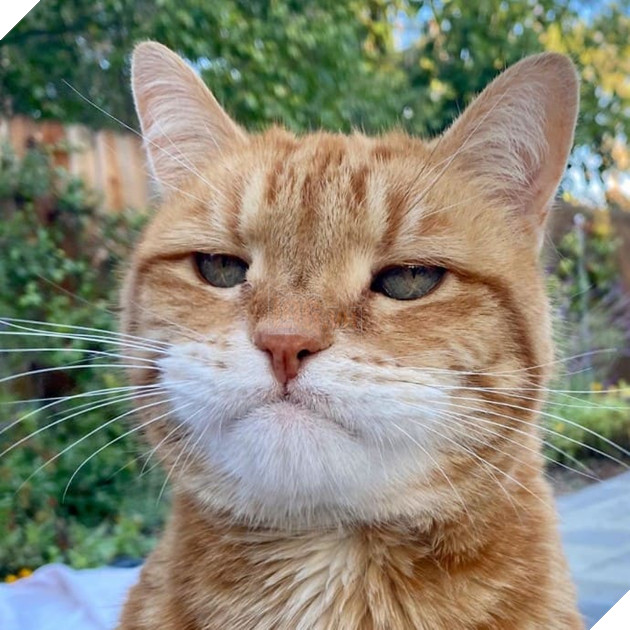 Gặp Marley - chú mèo có gương mặt phán xét và thất vọng trước cuộc sống đáng xấu hổ của sen 10