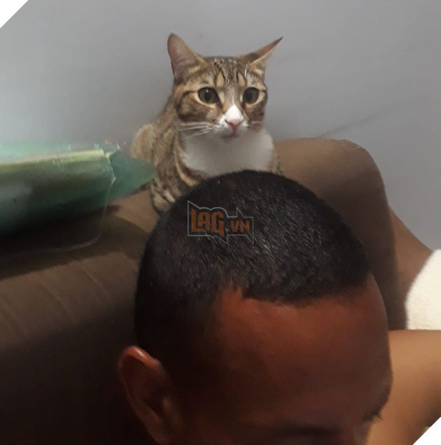 20 bậc phụ huynh tuyên bố ghét chó mèo tận xương tủy nhưng rồi cuối cùng lại cưng chúng như con guột 22