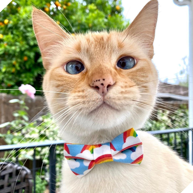 Gặp Marley - chú mèo có gương mặt phán xét và thất vọng trước cuộc sống đáng xấu hổ của sen 9