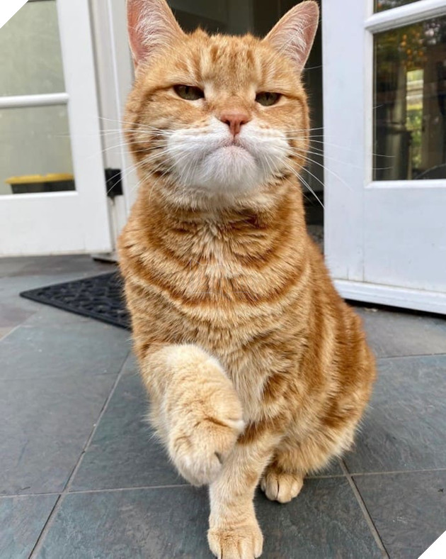 Gặp Marley - chú mèo có gương mặt phán xét và thất vọng trước cuộc sống đáng xấu hổ của sen 13