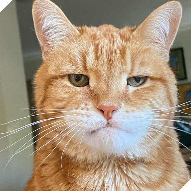 Gặp Marley - chú mèo có gương mặt phán xét và thất vọng trước cuộc sống đáng xấu hổ của sen