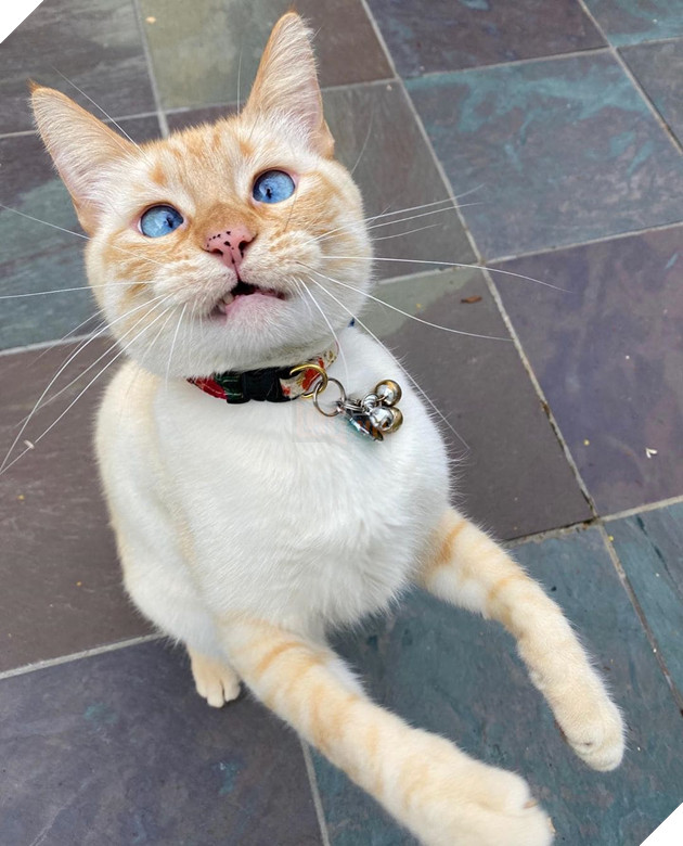 Gặp Marley - chú mèo có gương mặt phán xét và thất vọng trước cuộc sống đáng xấu hổ của sen 2