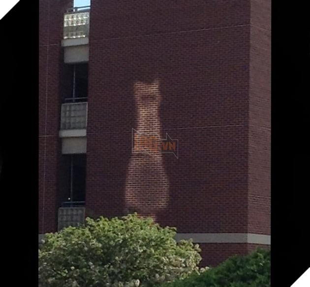 12 hình ảnh khiến cho các sen lầm tưởng đó là 1 con mèo 2