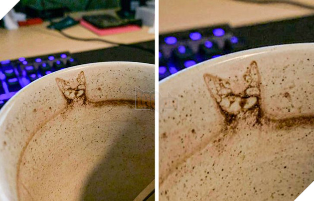 12 hình ảnh khiến cho các sen lầm tưởng đó là 1 con mèo 6