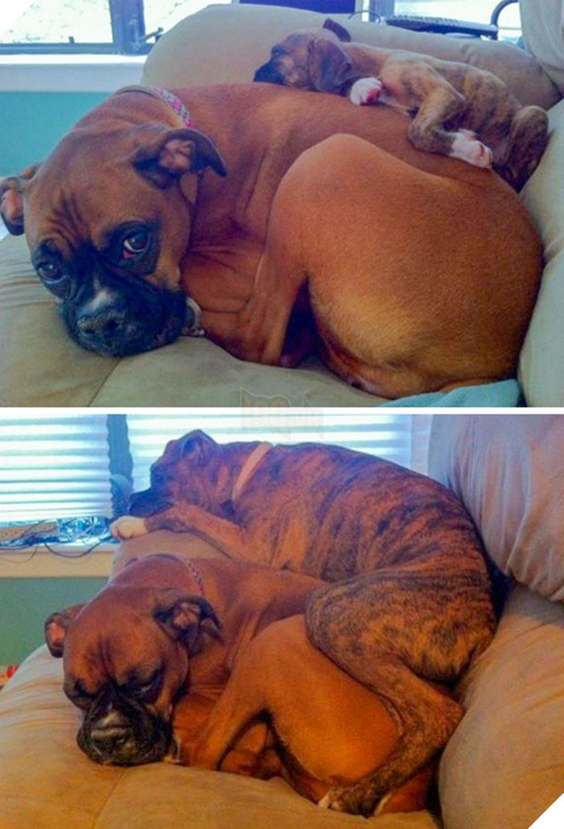 17 bức hình về tình bạn giữa những bé chó mèo từ khi còn là bé con cho đến lúc lớn khiến bạn thấy yên lòng 10