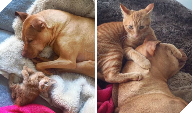 17 bức hình về tình bạn giữa những bé chó mèo từ khi còn là bé con cho đến lúc lớn khiến bạn thấy yên lòng 11