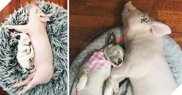 17 bức hình về tình bạn giữa những bé chó mèo từ khi còn là bé con cho đến lúc lớn khiến bạn thấy yên lòng 13