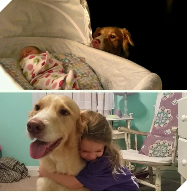 17 bức hình về tình bạn giữa những bé chó mèo từ khi còn là bé con cho đến lúc lớn khiến bạn thấy yên lòng 16