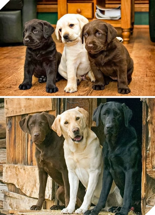 17 bức hình về tình bạn giữa những bé chó mèo từ khi còn là bé con cho đến lúc lớn khiến bạn thấy yên lòng