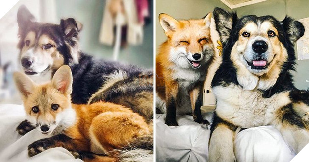 17 bức hình về tình bạn giữa những bé chó mèo từ khi còn là bé con cho đến lúc lớn khiến bạn thấy yên lòng 2