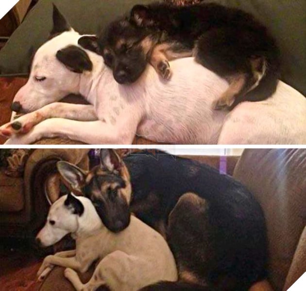 17 bức hình về tình bạn giữa những bé chó mèo từ khi còn là bé con cho đến lúc lớn khiến bạn thấy yên lòng 3