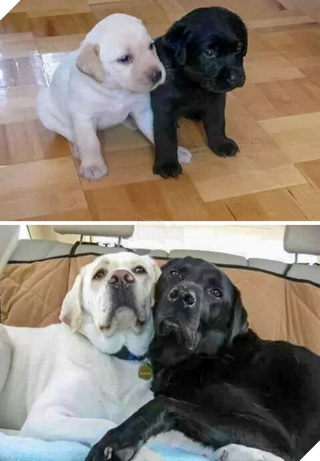 17 bức hình về tình bạn giữa những bé chó mèo từ khi còn là bé con cho đến lúc lớn khiến bạn thấy yên lòng 4