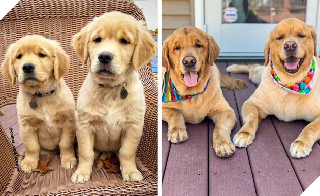 17 bức hình về tình bạn giữa những bé chó mèo từ khi còn là bé con cho đến lúc lớn khiến bạn thấy yên lòng 5