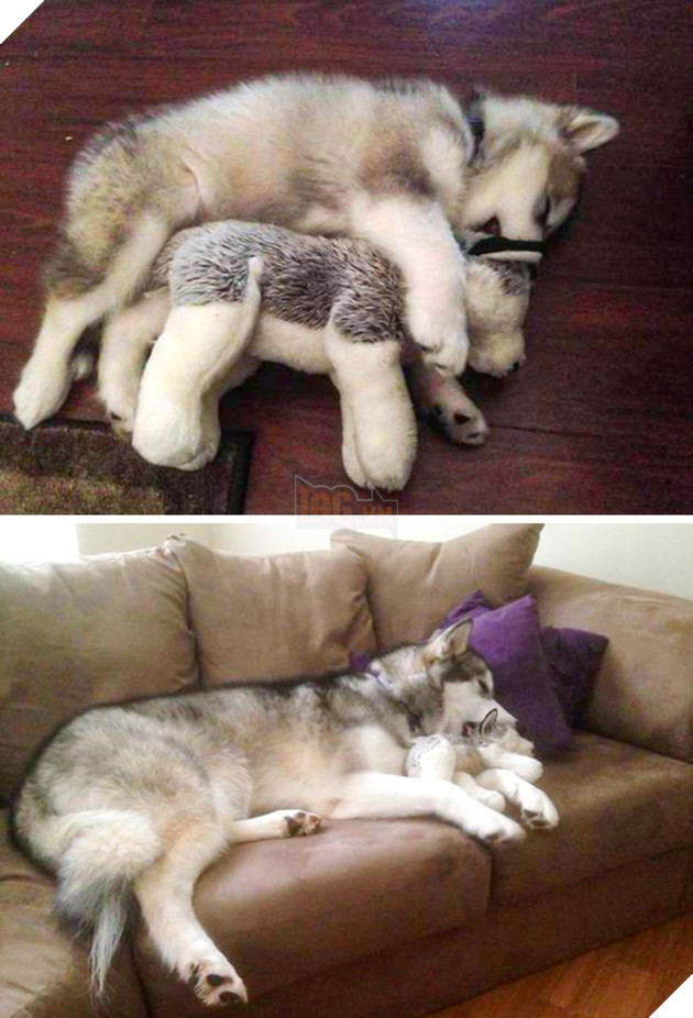 17 bức hình về tình bạn giữa những bé chó mèo từ khi còn là bé con cho đến lúc lớn khiến bạn thấy yên lòng 6