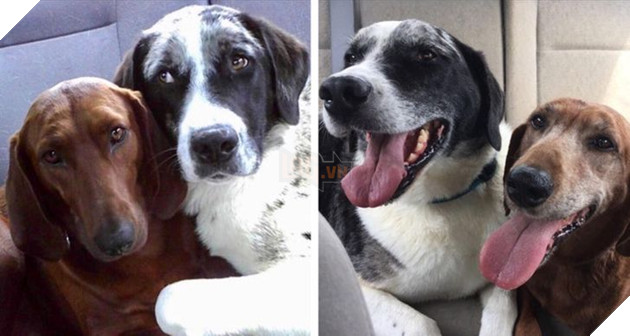 17 bức hình về tình bạn giữa những bé chó mèo từ khi còn là bé con cho đến lúc lớn khiến bạn thấy yên lòng 7