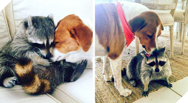 17 bức hình về tình bạn giữa những bé chó mèo từ khi còn là bé con cho đến lúc lớn khiến bạn thấy yên lòng 8