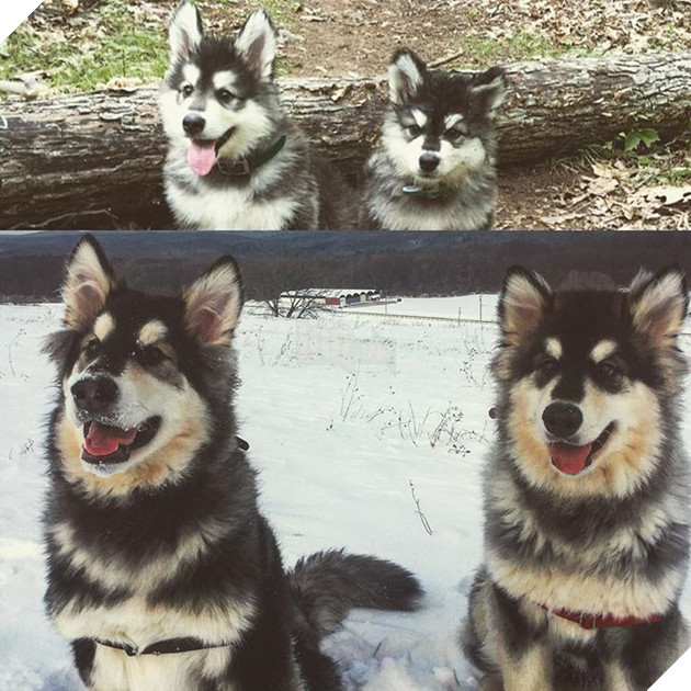 17 bức hình về tình bạn giữa những bé chó mèo từ khi còn là bé con cho đến lúc lớn khiến bạn thấy yên lòng 9