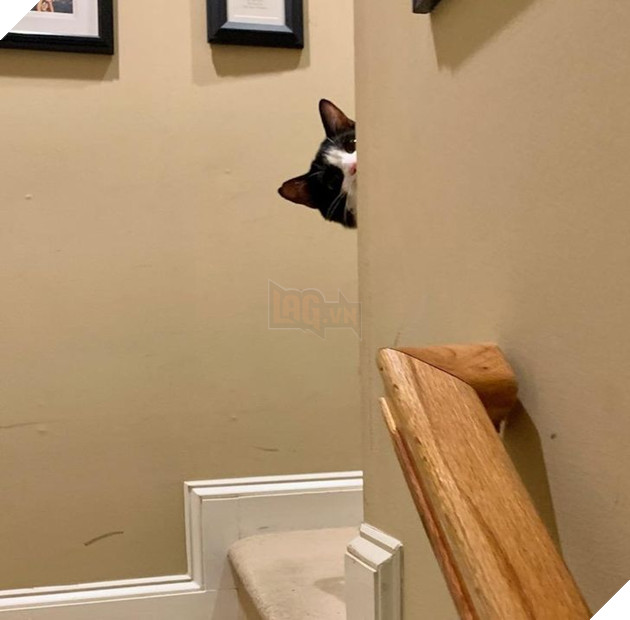 20 hình ảnh về các bé chó mèo khiến bạn cười ra nước mắt vì độ hề hước của chúng 8