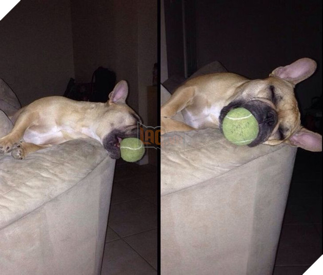 20 hình ảnh về các bé chó mèo khiến bạn cười ra nước mắt vì độ hề hước của chúng 9