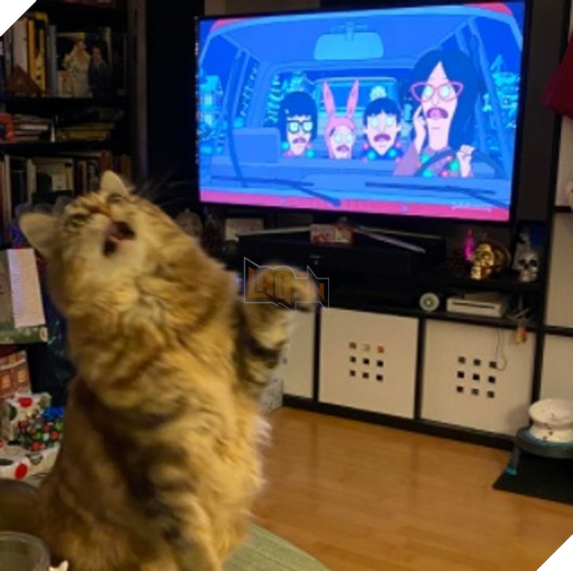 20 hình ảnh về các bé chó mèo khiến bạn cười ra nước mắt vì độ hề hước của chúng 3