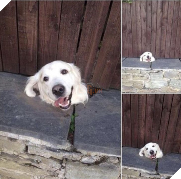 20 hình ảnh về các bé chó mèo khiến bạn cười ra nước mắt vì độ hề hước của chúng 14