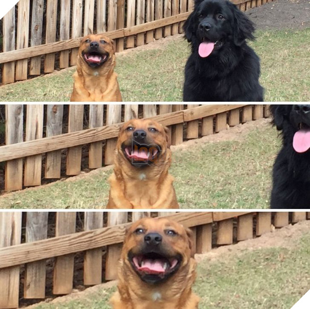 20 hình ảnh về các bé chó mèo khiến bạn cười ra nước mắt vì độ hề hước của chúng 6