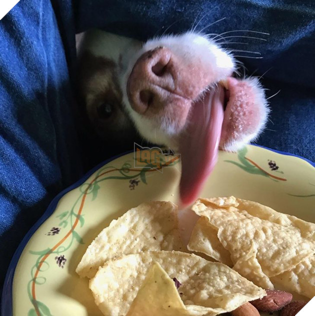 20 hình ảnh về các bé chó mèo khiến bạn cười ra nước mắt vì độ hề hước của chúng 18