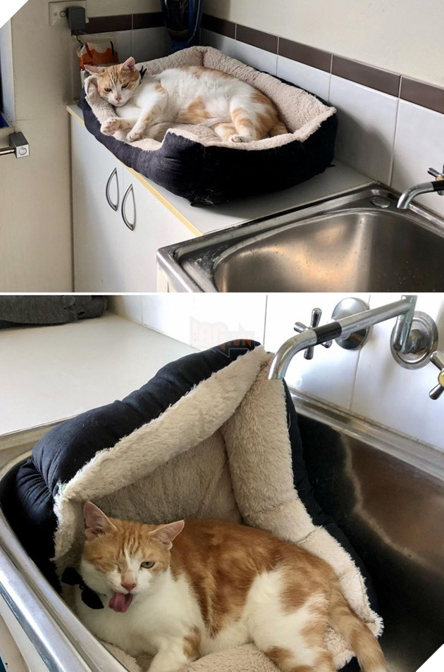 20 hình ảnh về các bé chó mèo khiến bạn cười ra nước mắt vì độ hề hước của chúng 5