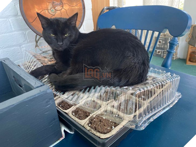 20 hình ảnh về các bé chó mèo khiến bạn cười ra nước mắt vì độ hề hước của chúng 11