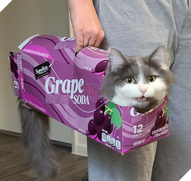 20 hình ảnh về các bé chó mèo khiến bạn cười ra nước mắt vì độ hề hước của chúng 17