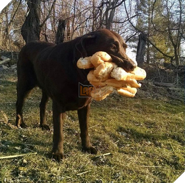 20 hình ảnh về các bé chó mèo khiến bạn cười ra nước mắt vì độ hề hước của chúng