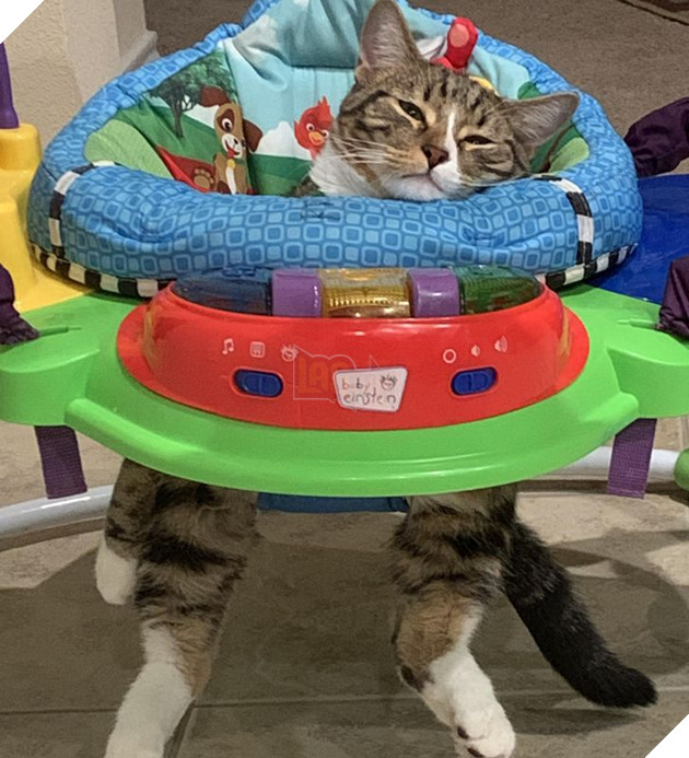 20 hình ảnh về các bé chó mèo khiến bạn cười ra nước mắt vì độ hề hước của chúng 19