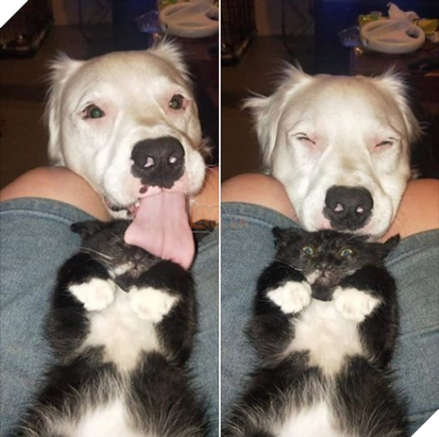 20 hình ảnh về các bé chó mèo khiến bạn cười ra nước mắt vì độ hề hước của chúng 2