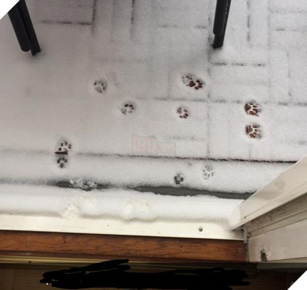 20 hình ảnh về các bé chó mèo khiến bạn cười ra nước mắt vì độ hề hước của chúng 12