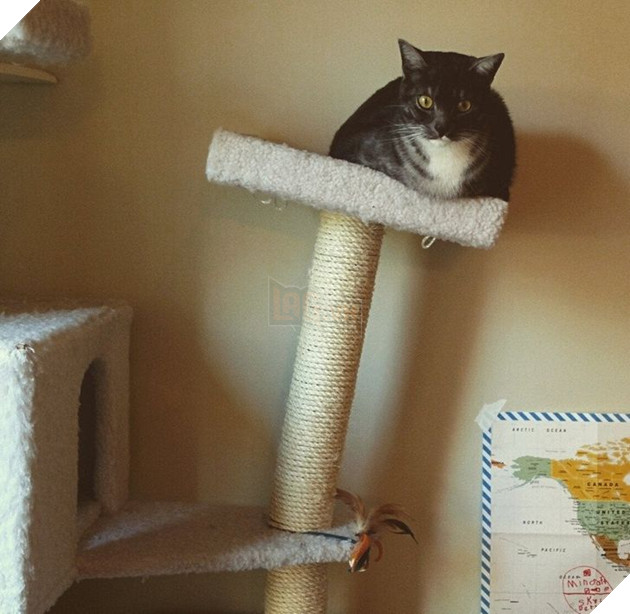 20 hình ảnh về các bé chó mèo khiến bạn cười ra nước mắt vì độ hề hước của chúng 15