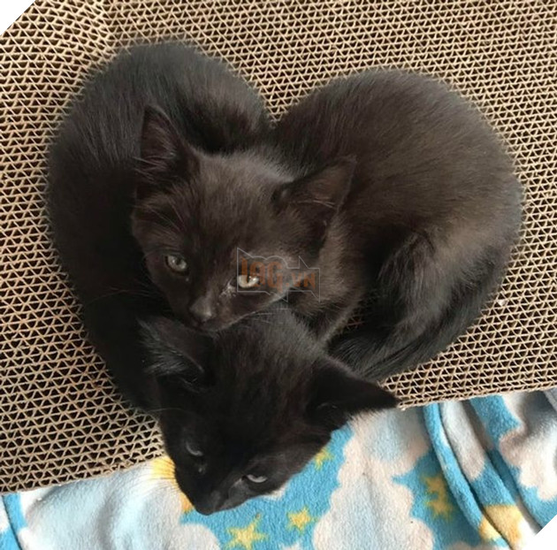 22 hình ảnh về những chú mèo có khả năng khiến bạn rơi vào lưới tình và mãi mãi yêu thương chúng