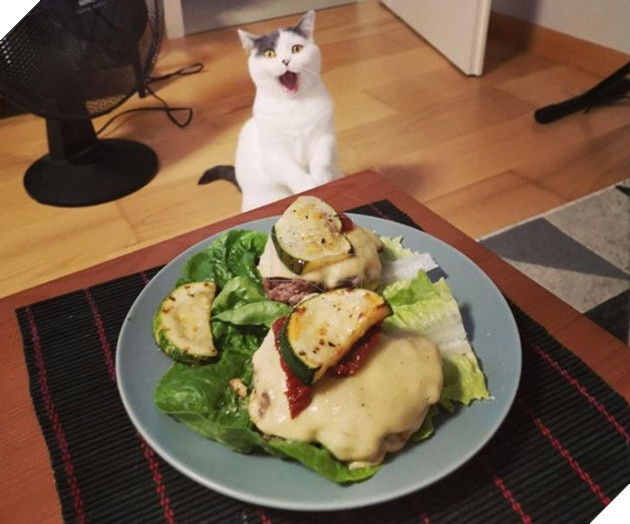 22 hình ảnh về những chú mèo có khả năng khiến bạn rơi vào lưới tình và mãi mãi yêu thương chúng 10