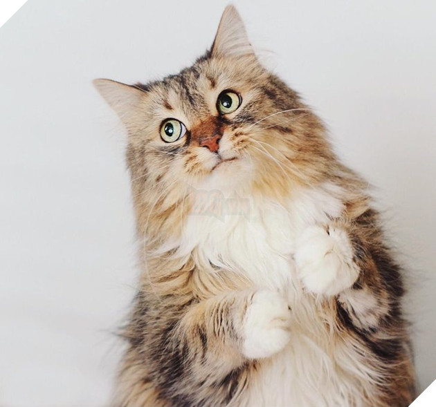 22 hình ảnh về những chú mèo có khả năng khiến bạn rơi vào lưới tình và mãi mãi yêu thương chúng 11